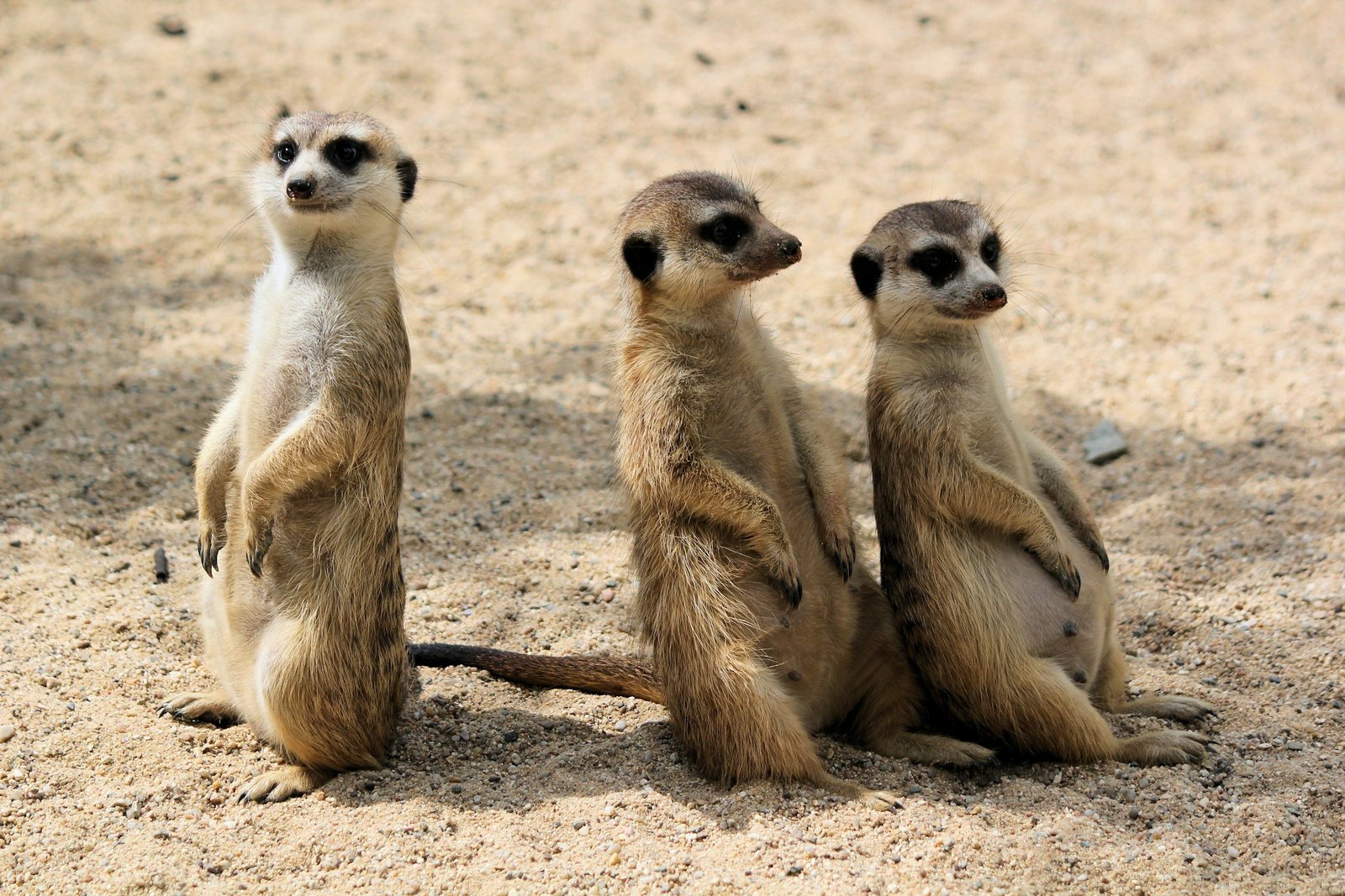 Meerkats at The Living Desert Zoo and Gardens