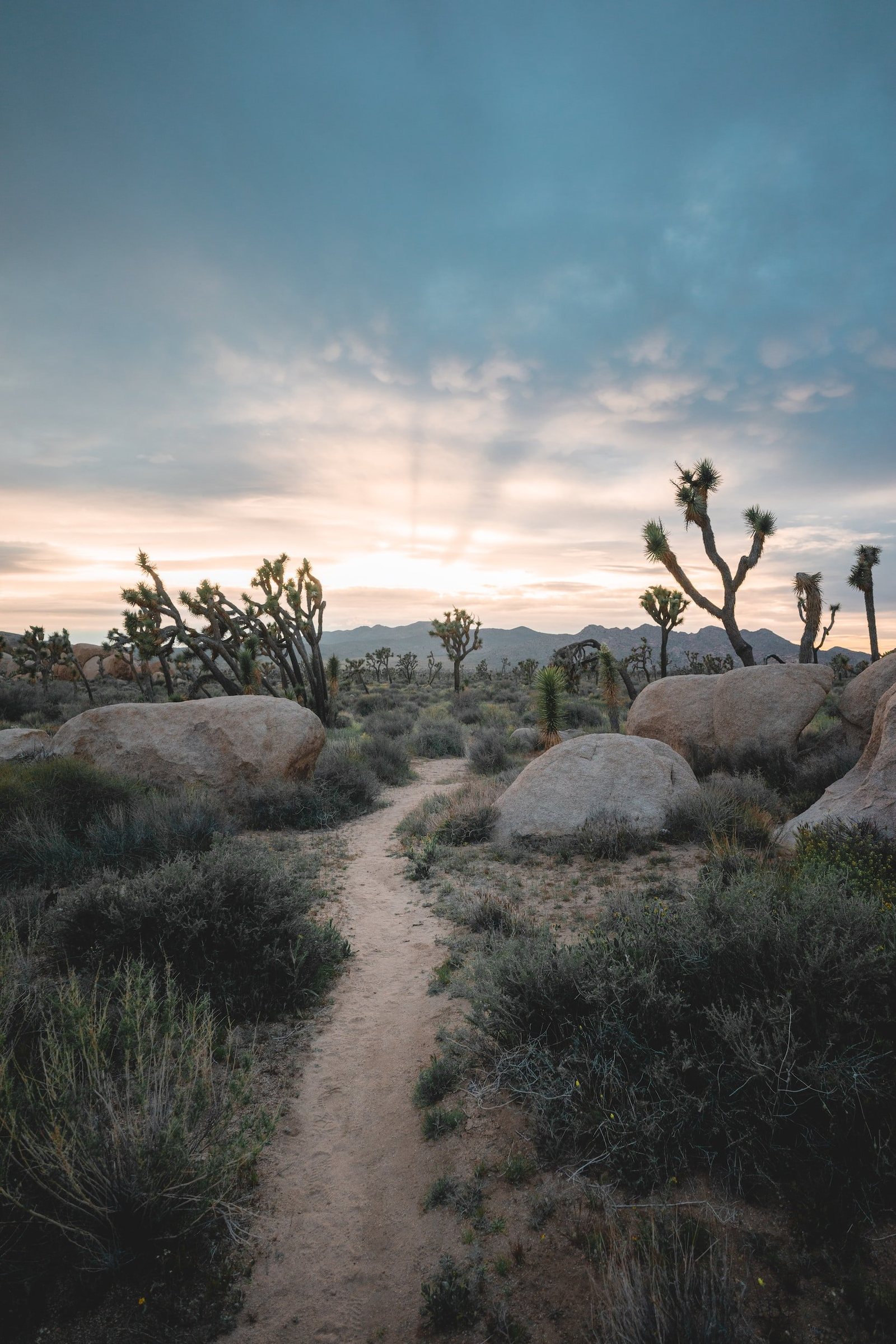 Joshua tree hiking from the original 5 Lesser Known Things That Make Joshua Tree National Park So Special guide