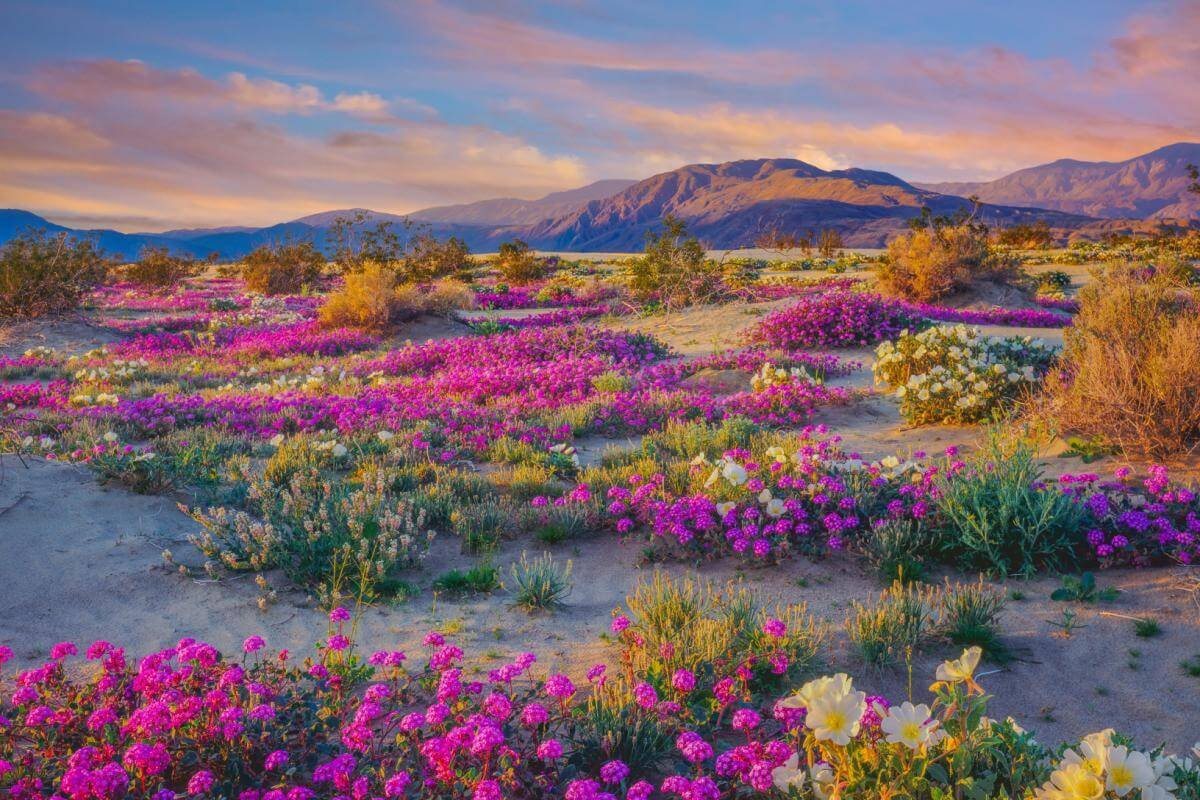 Joshua tree wildflowers from the original 5 Lesser Known Things That Make Joshua Tree National Park So Special guide