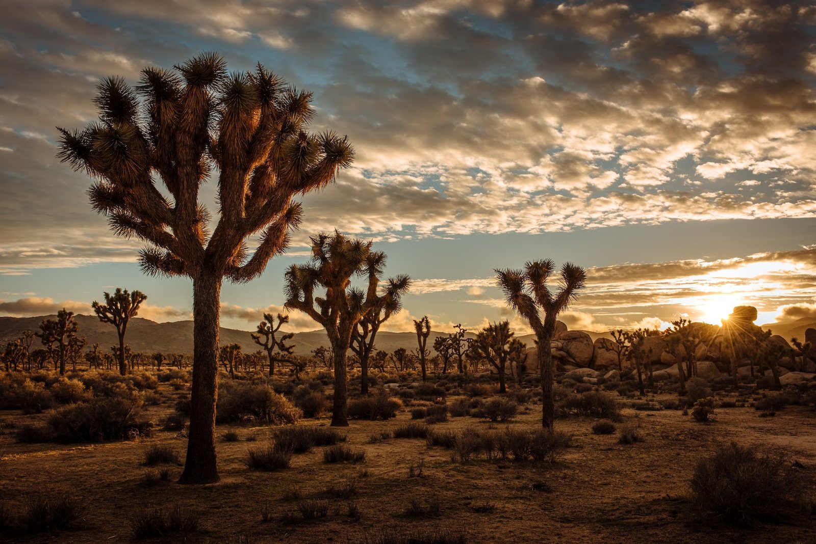 Joshua Tree National Park desert landscape