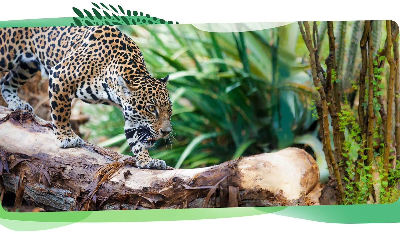 Palm springs zoo from the original Plan the Perfect Palm Springs Thanksgiving guide