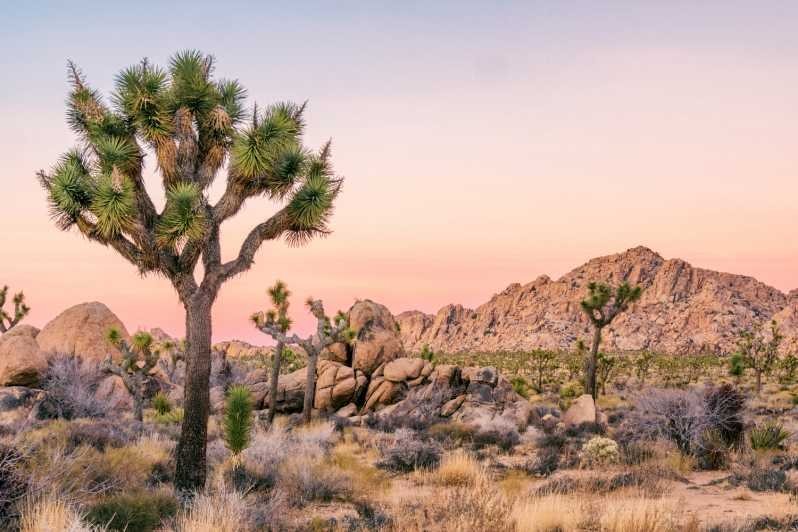 Joshua tree park from the original Plan the Perfect Palm Springs Thanksgiving guide