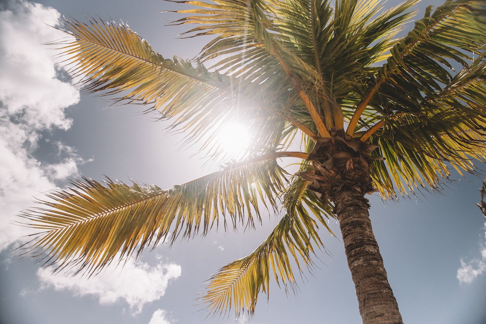 Sunny palm springs